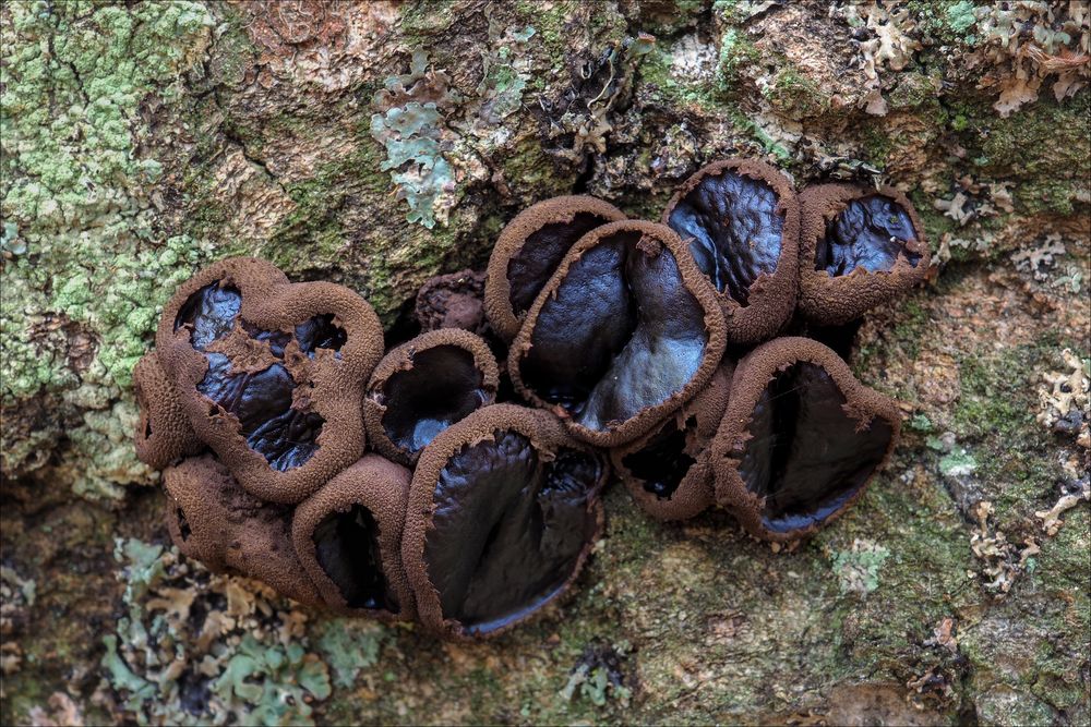 Schmutzbecherlinge (Bulgaria inquinans)