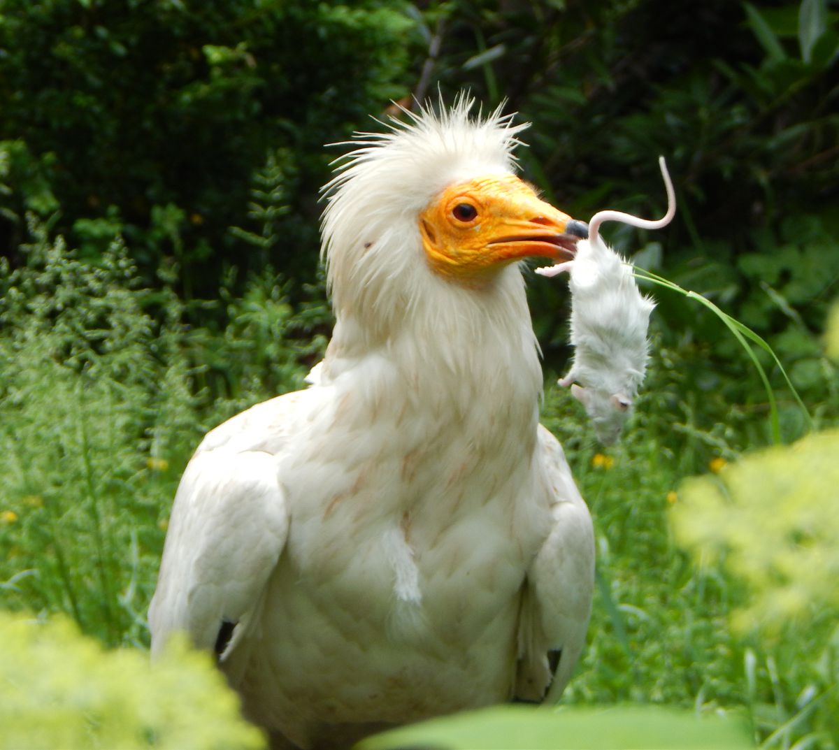 Schmutzgeier bei der Mahlzeit