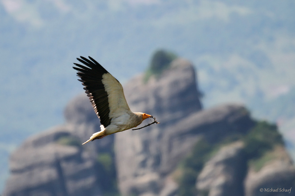 Schmutzgeier bei Meteora