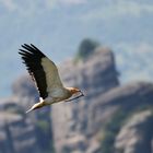 Schmutzgeier bei Meteora