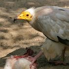 schmutzgeier beim mittagessen