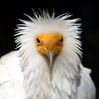 Schmutzgeier, Egyptian vulture, Alimoche (Neophron percnopterus)