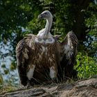 Schmutzgeier Falknerei Wolkenstein