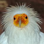 Schmutzgeier guckt doof (+Tierinfo)