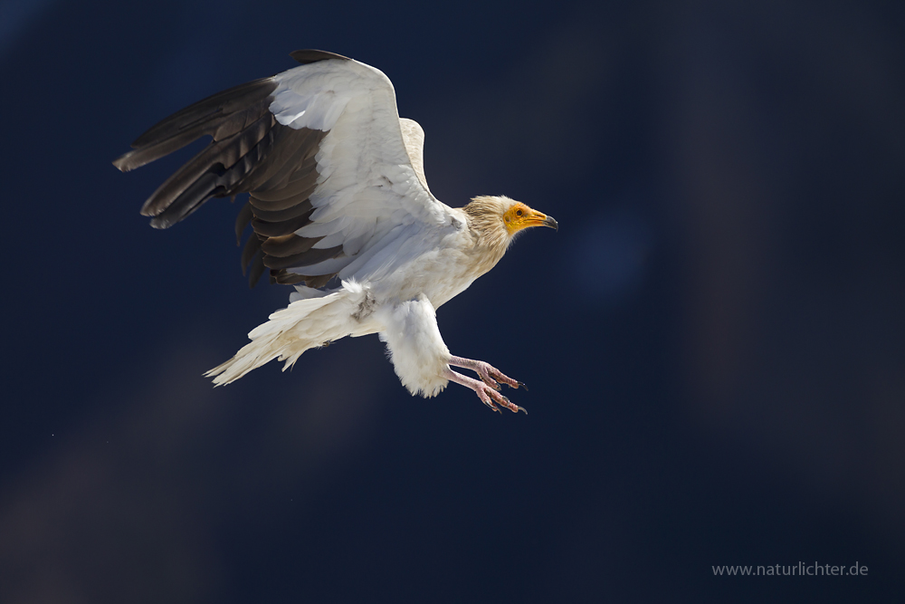 Schmutzgeier im Anflug