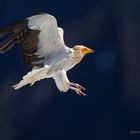 Schmutzgeier im Anflug