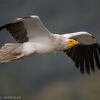 Schmutzgeier im Flug