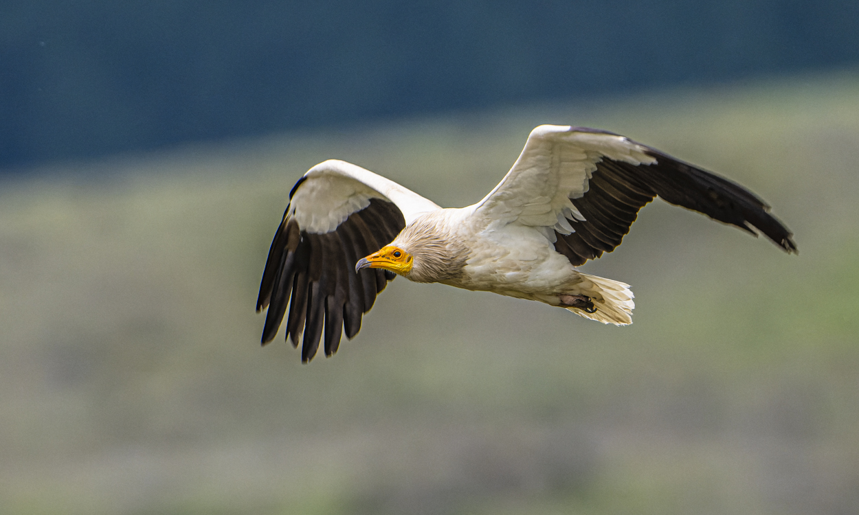 Schmutzgeier im Flug