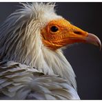 Schmutzgeier im schönsten Licht