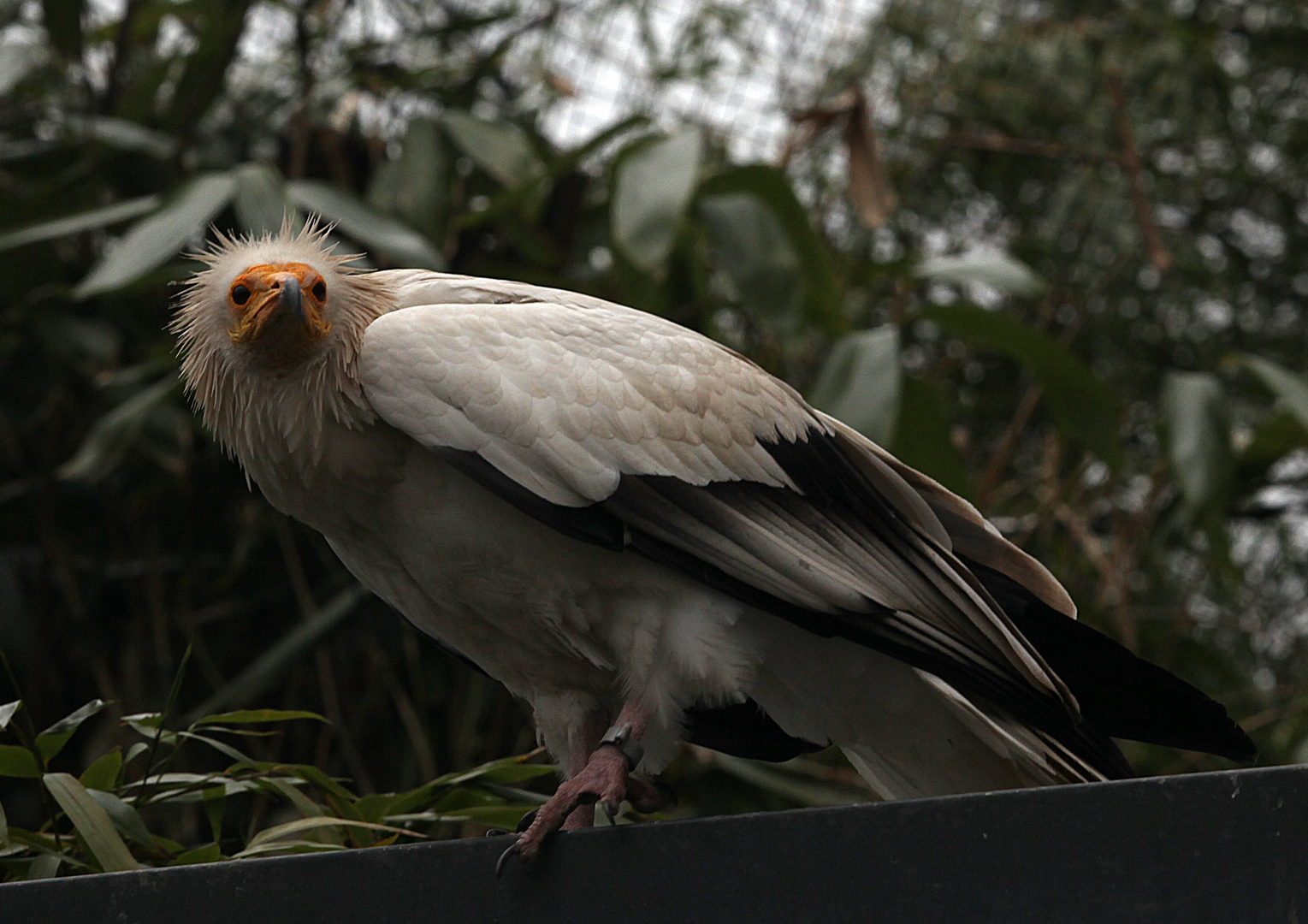 Schmutzgeier in der Voliere des Kölner Zoo.