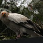 Schmutzgeier in der Voliere des Kölner Zoo.