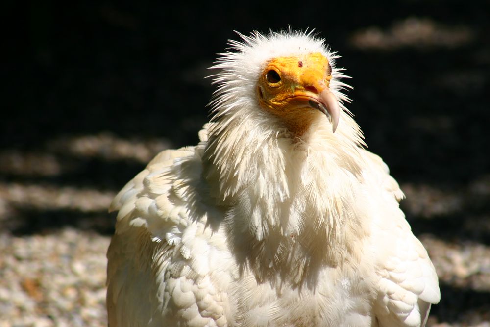 Schmutzgeier in Falknerei