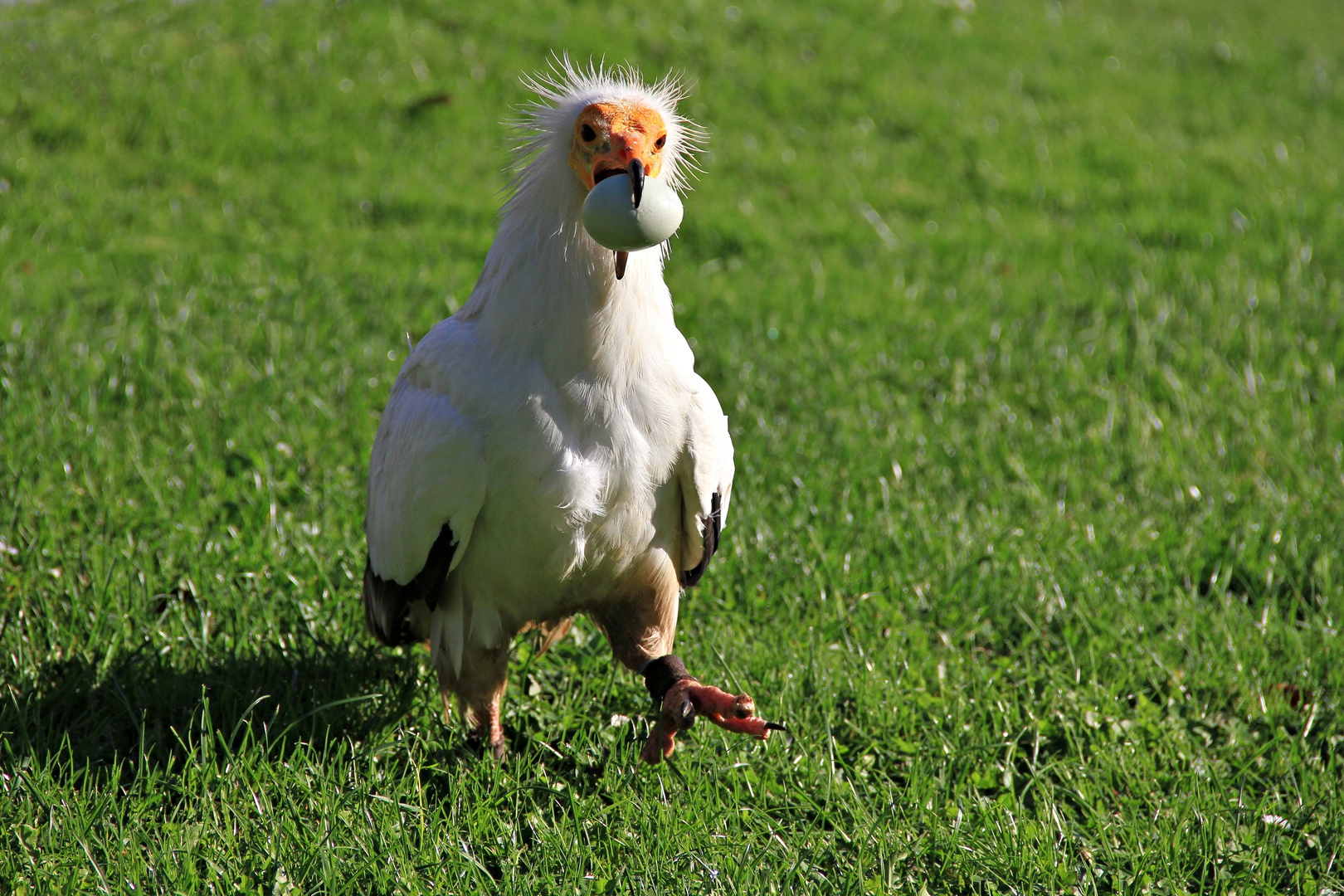 Schmutzgeier mögen Eier