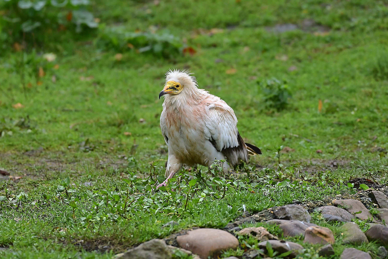 Schmutzgeier (Neophron percnopterus)