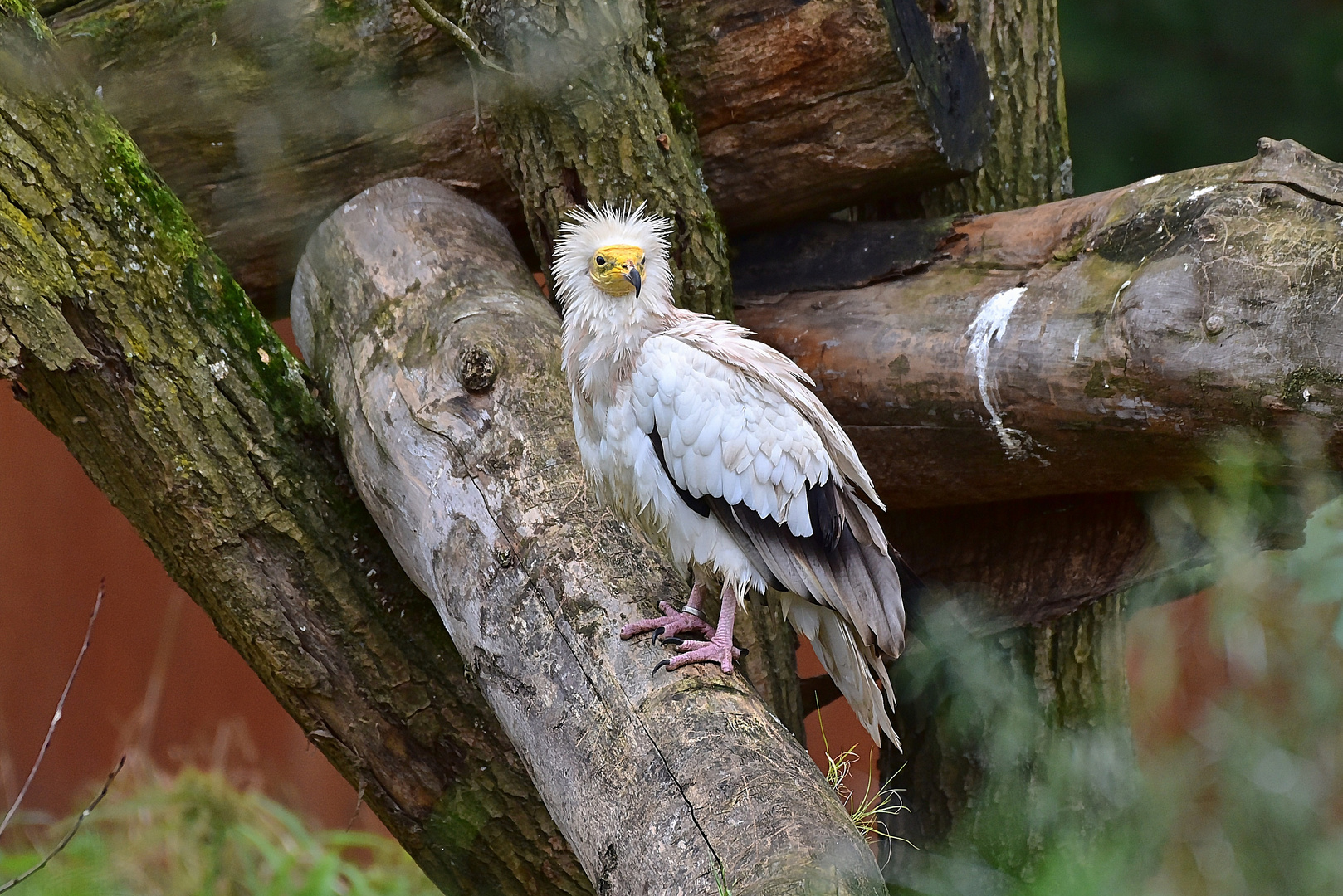 Schmutzgeier (Neophron percnopterus)