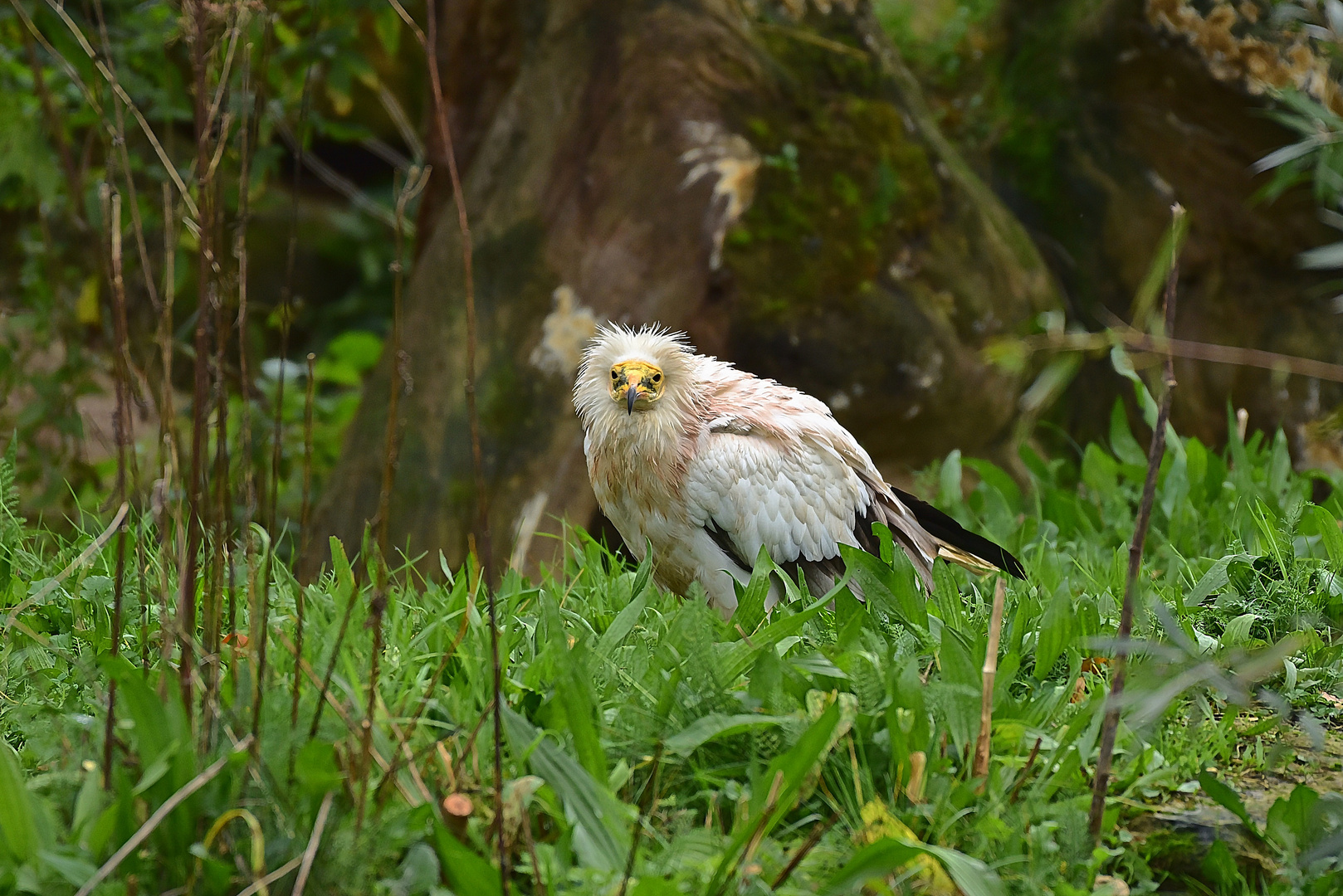 Schmutzgeier (Neophron percnopterus)