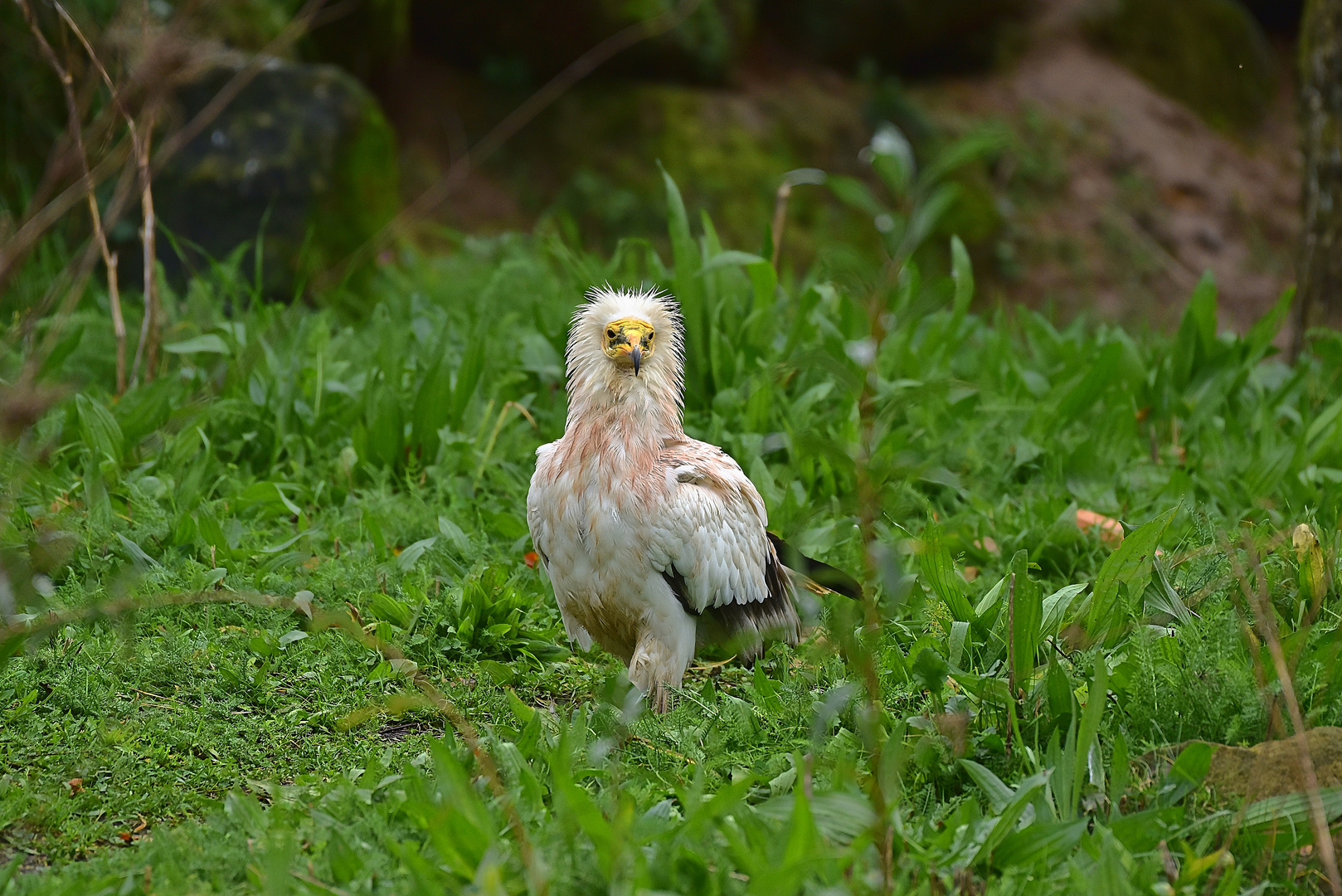 Schmutzgeier (Neophron percnopterus)