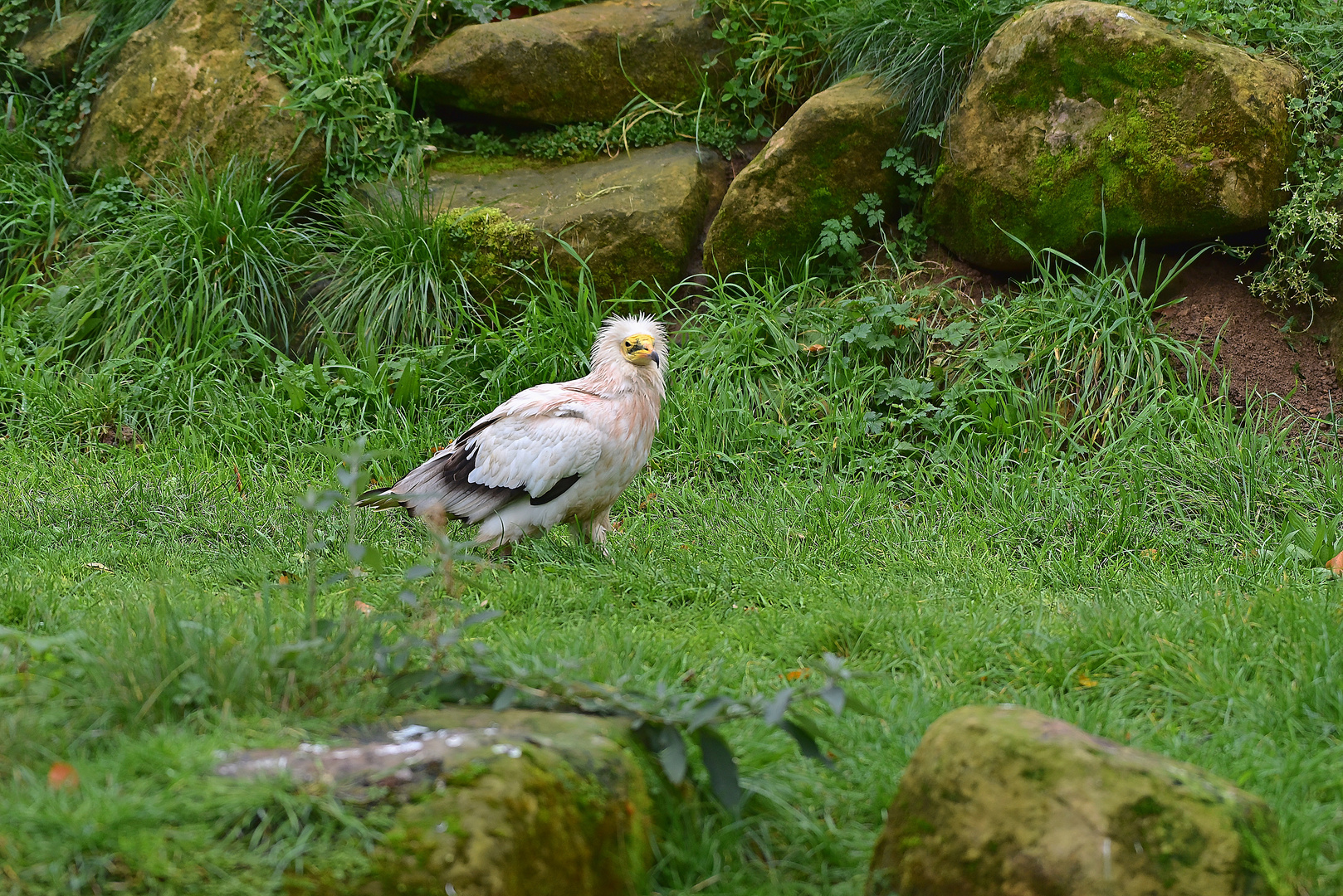 Schmutzgeier (Neophron percnopterus)