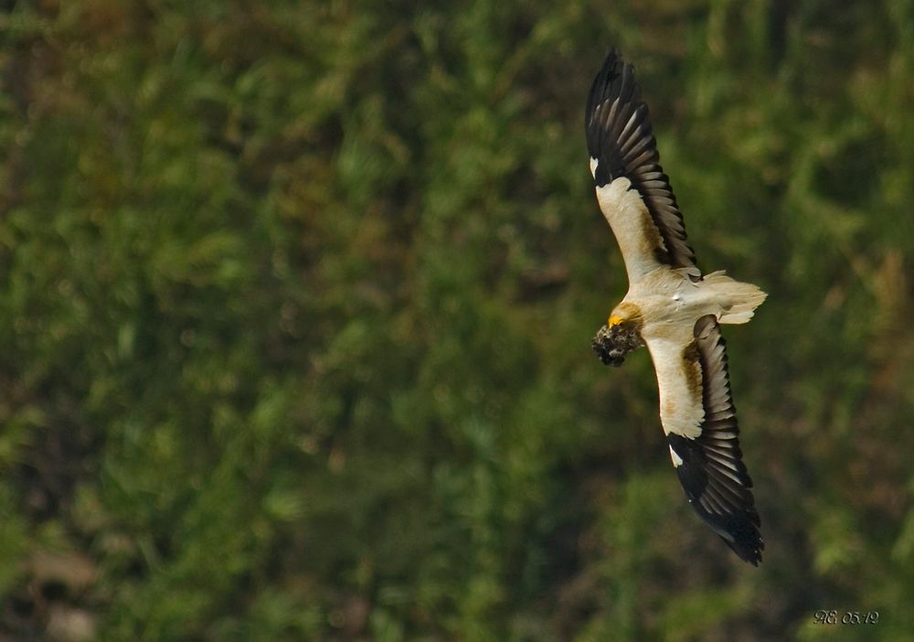 Schmutzgeier (Neophron percnopterus)