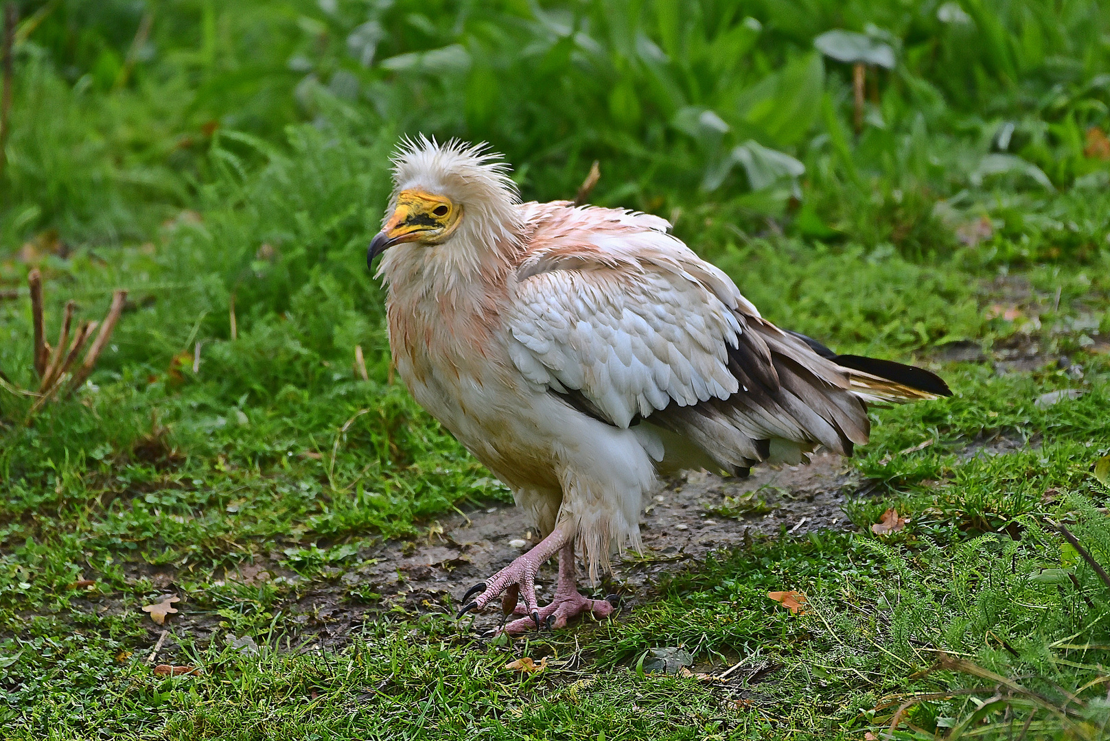 Schmutzgeier (Neophron percnopterus)