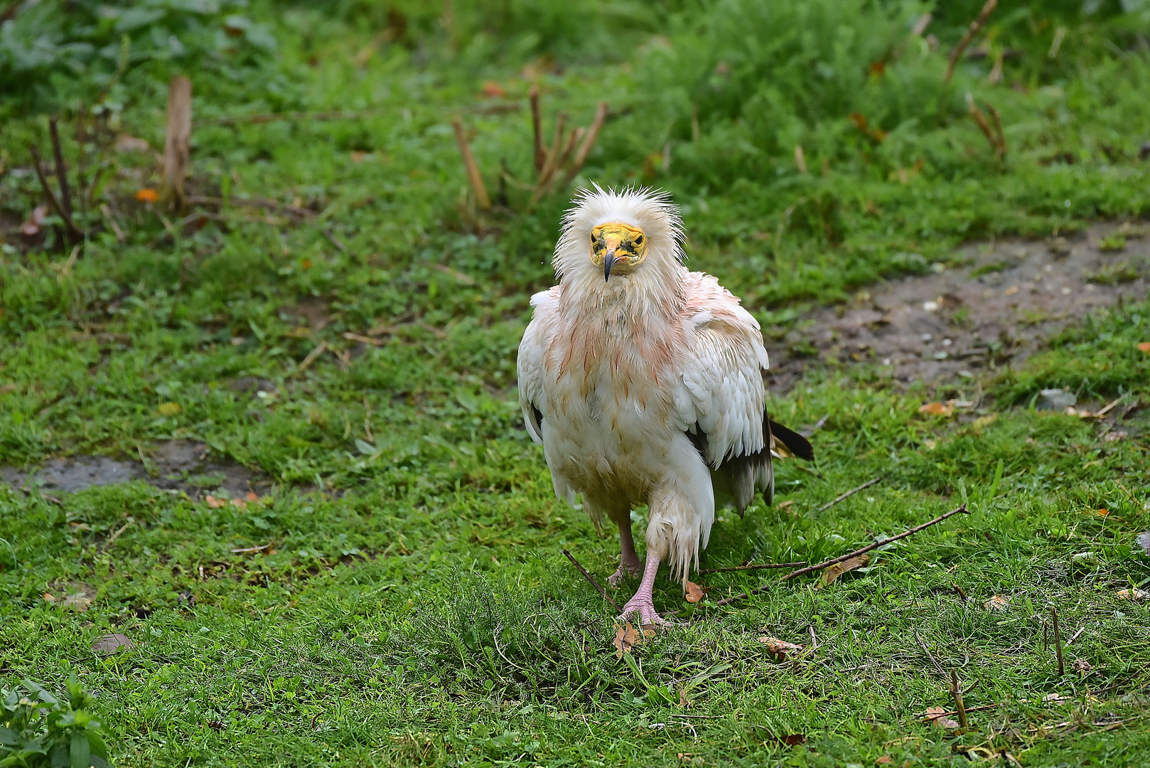 Schmutzgeier (Neophron percnopterus)