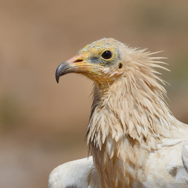 Schmutzgeier Portrait