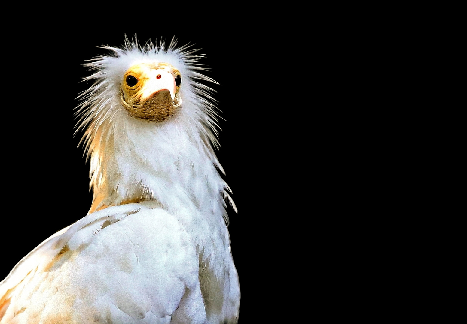 Schmutzgeier-Portrait