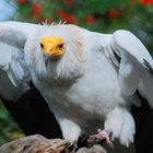 Schmutzgeier vor dem Abflug