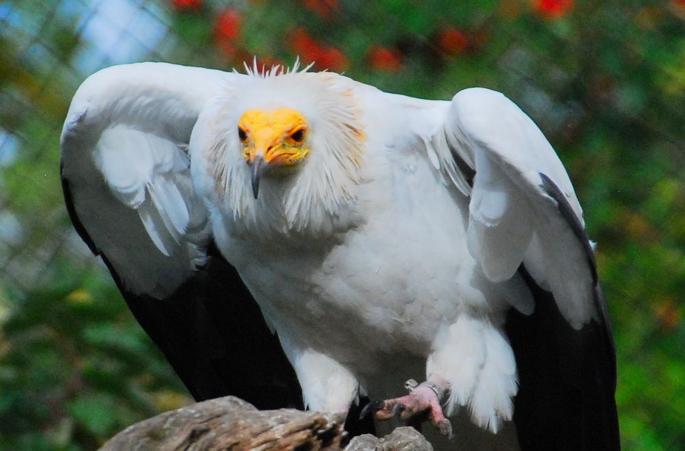 Schmutzgeier vor dem Abflug