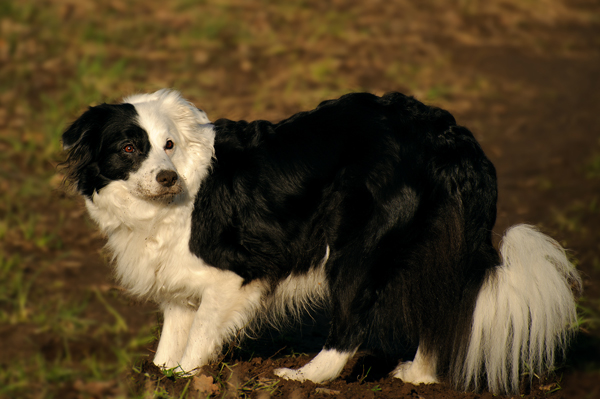 Schmutzhund