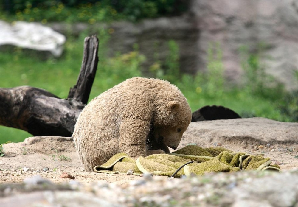 schmutziger Knut (1)