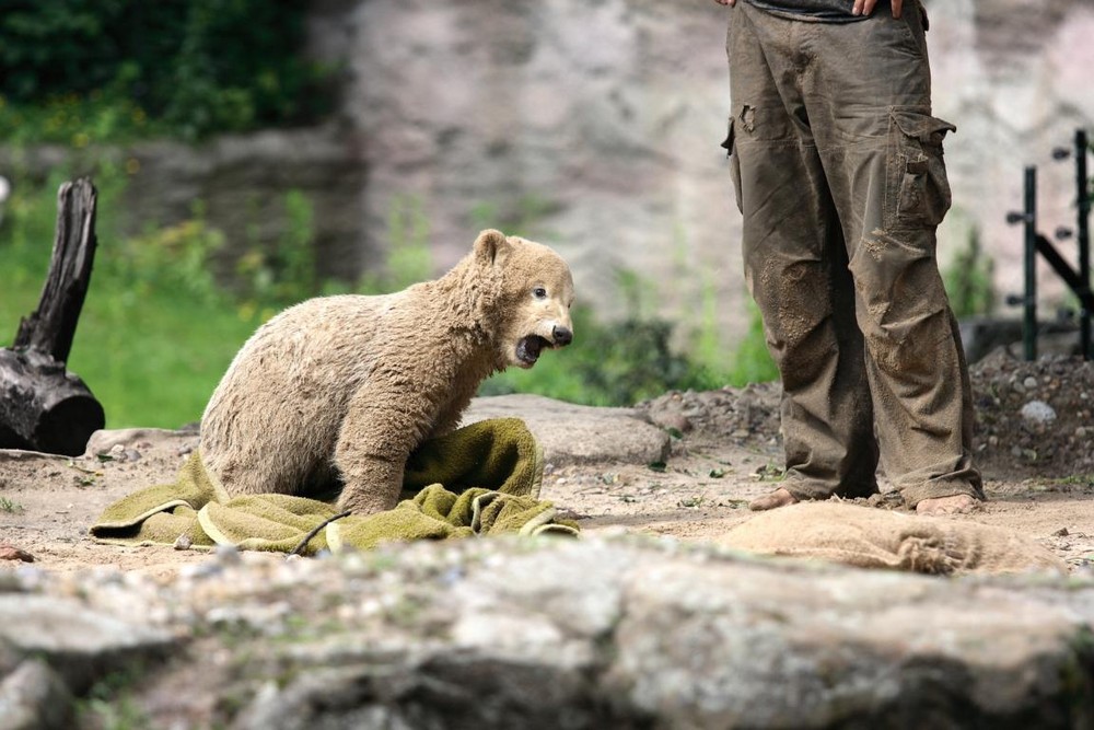 schmutziger Knut (2)