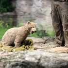 schmutziger Knut (2)