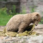 Schmutziger Knut (3)