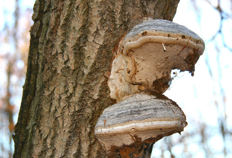 schmutziger Pilz