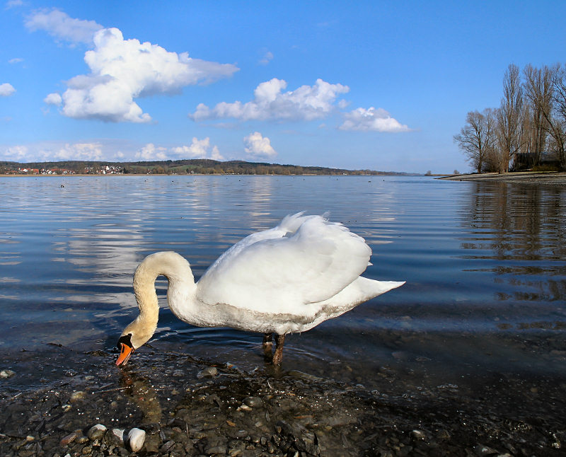 Schmutziger Schwan