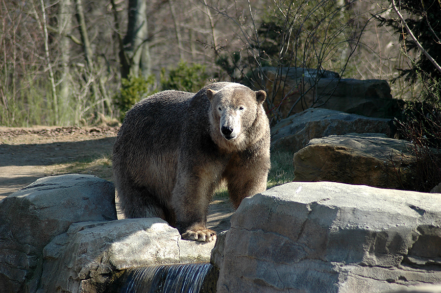 Schmutzigweißeisbär ???