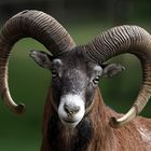 Schmutznase, der Muffelbock