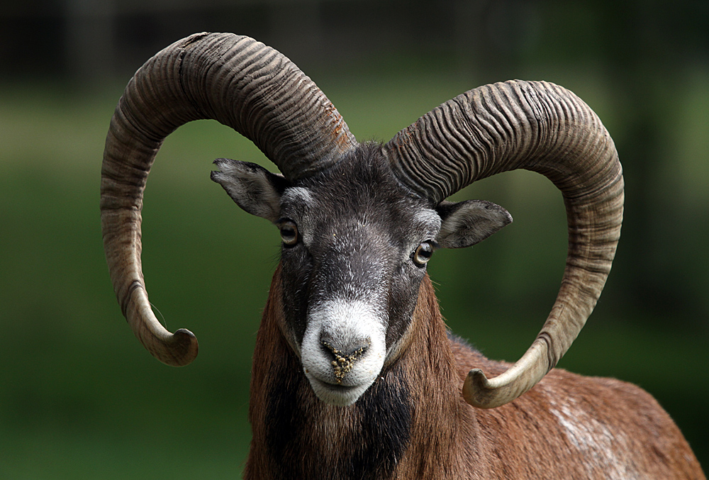 Schmutznase, der Muffelbock