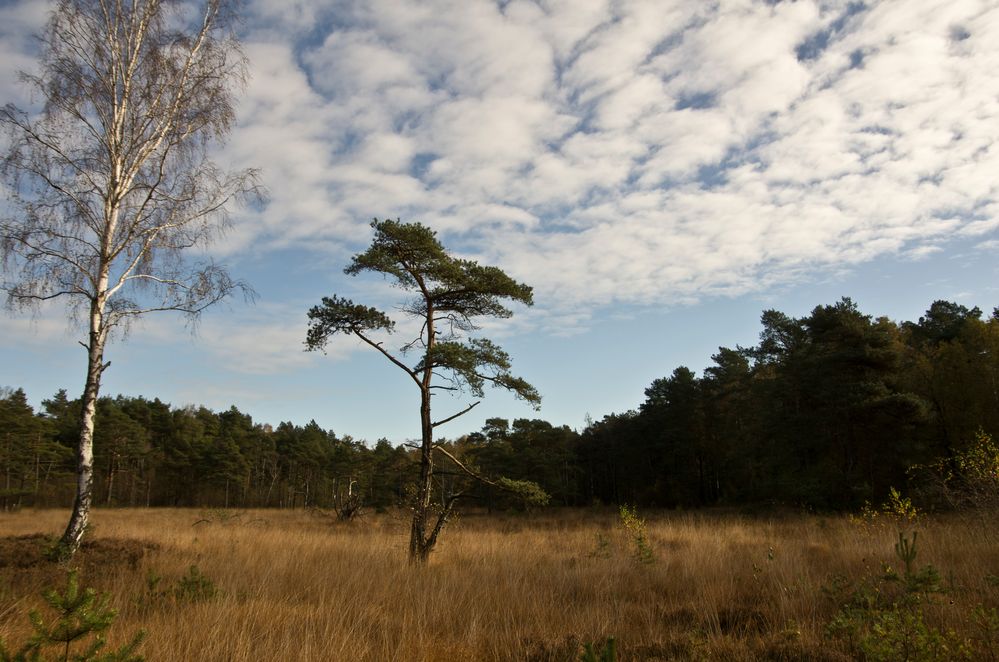 Schnaakenmoor am Klövensteen,Hamburg Foto & Bild landschaft, moor