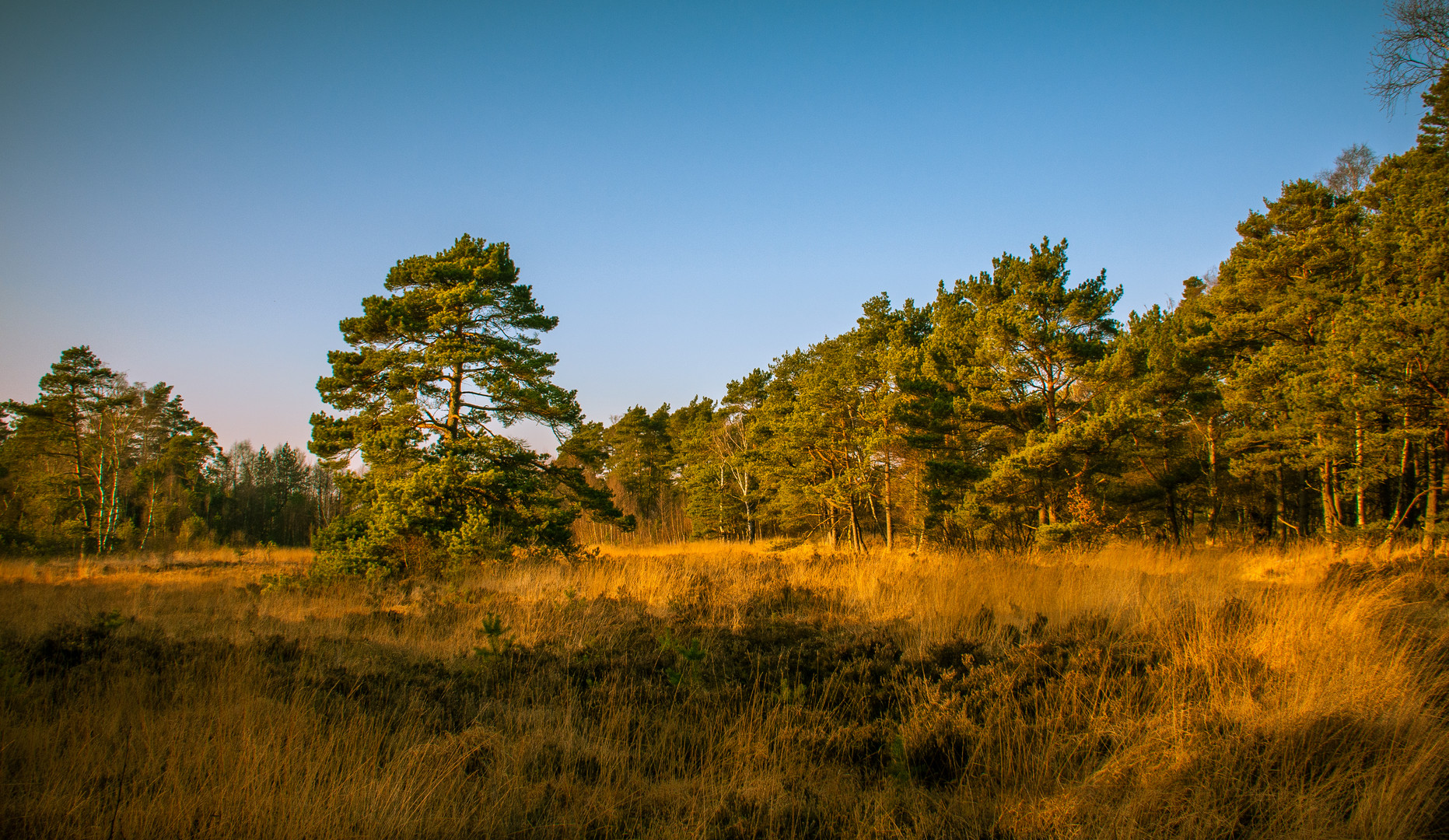 Schnaakenmoor bearbeitet