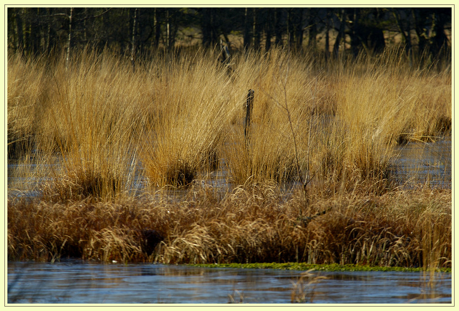 Schnaakenmoor im Winter [1]