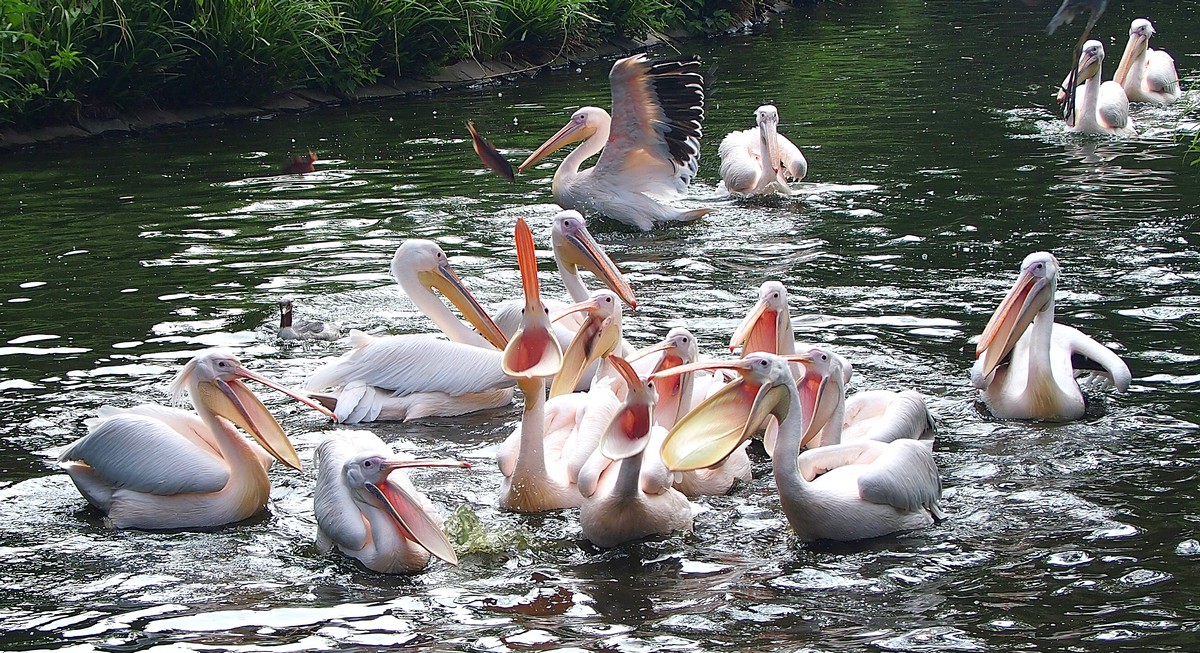 SCHNABEL-ORCHESTER AUF FISCHFANG