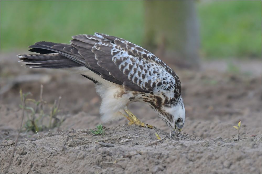 Schnabel reinigen