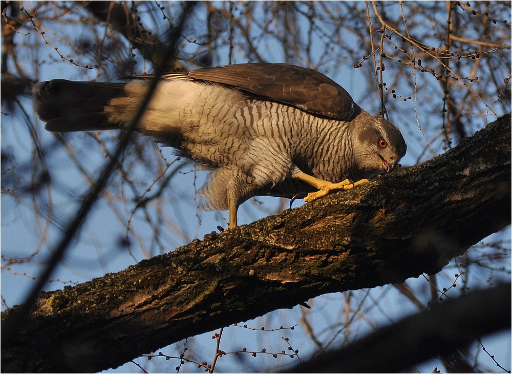 Schnabel säubern