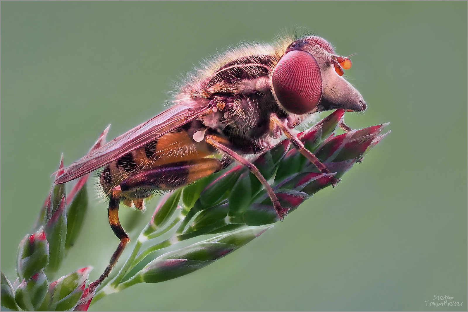 Schnabel-Schwebfliege - Rhingia campestris