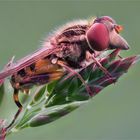 Schnabel-Schwebfliege - Rhingia campestris