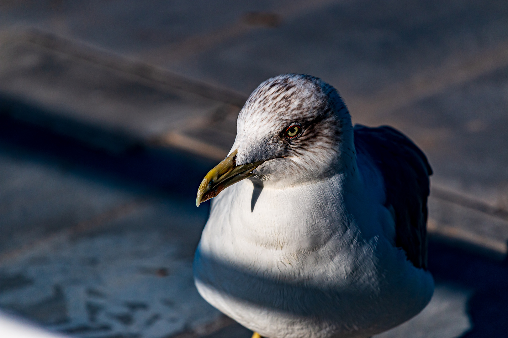 Schnabel und Auge