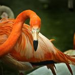 Schnabel weg von meinem Nest!