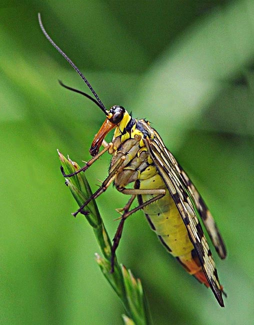 Schnabelfliege ( Mecoptera )